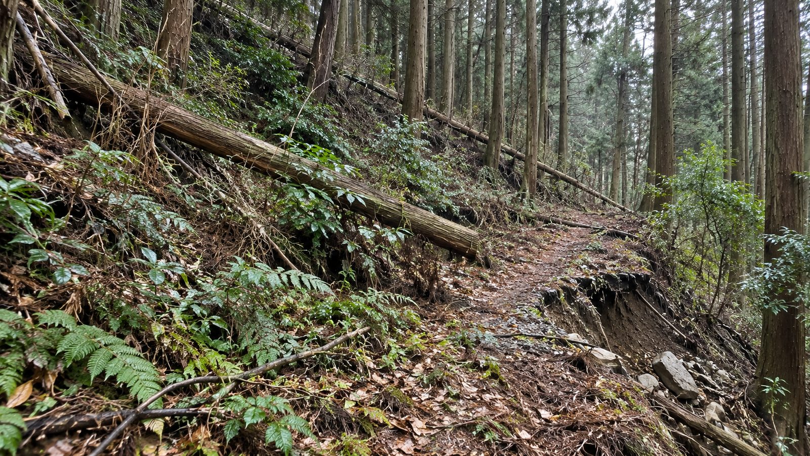 手入れが止まって荒れた相続山林の様子